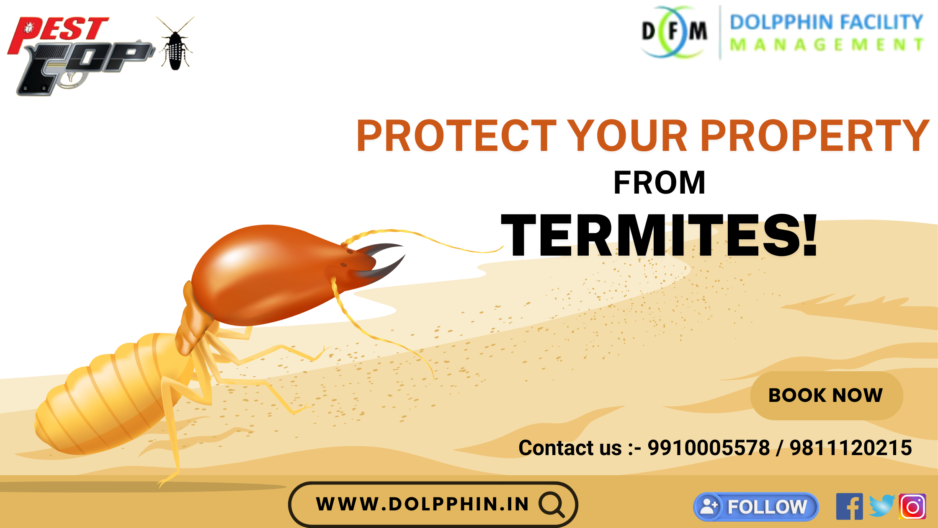 Effective Termite Treatment in Delhi