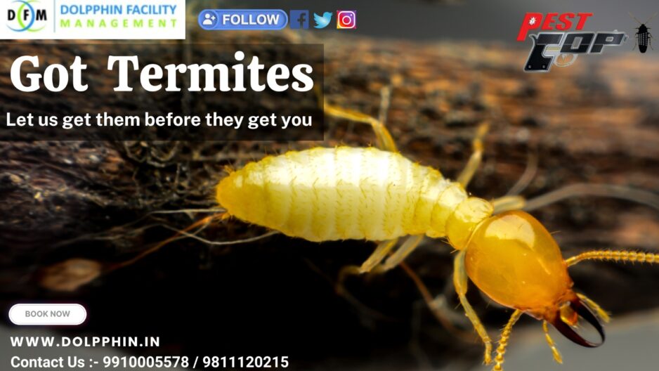 Termites Control is essential for homeowners : Protecting Your Property