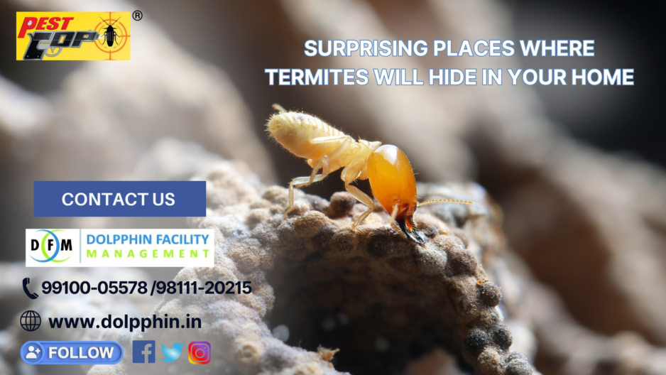 Surprising Places Where Termites Will Hide in Your Home