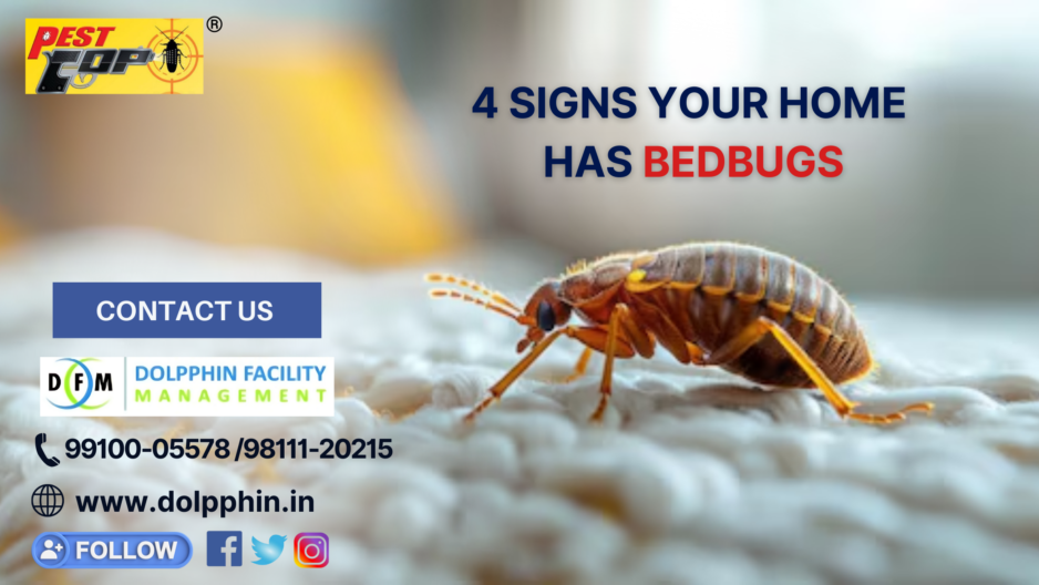 4 Signs Your Home Has Bedbugs