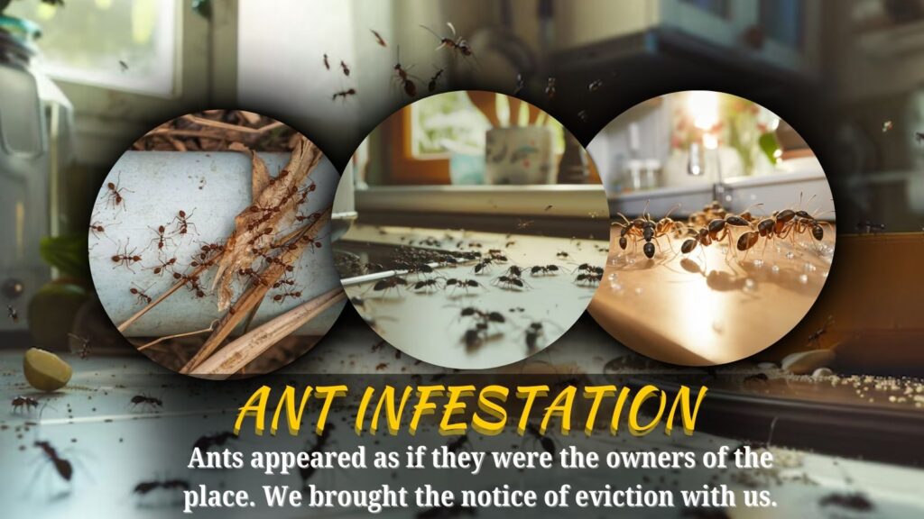 ANT INFESTATION