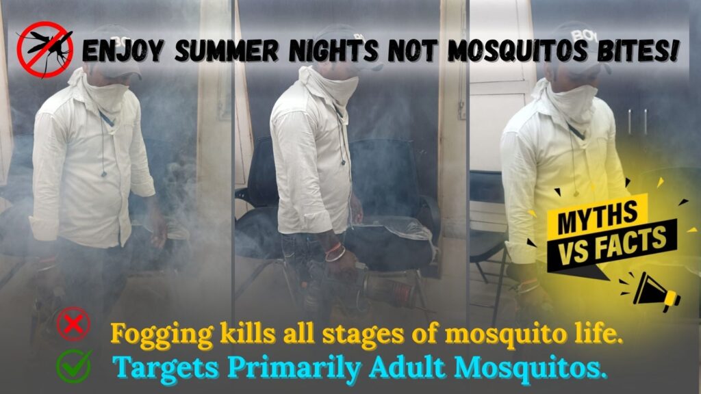 mosquito