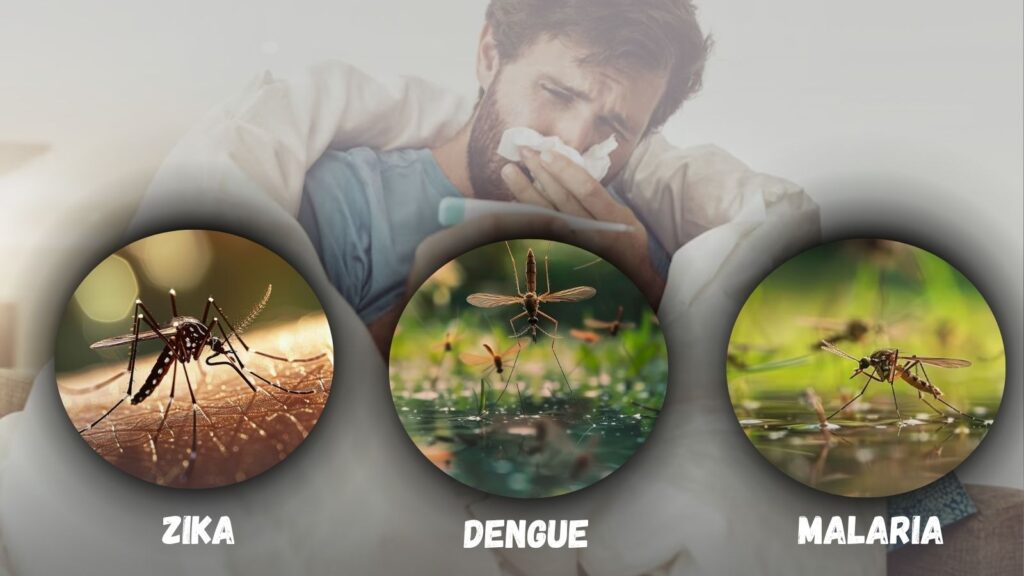 mosquito