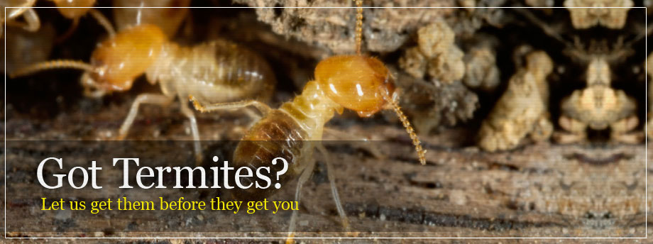 anti termite treatment in delhi 