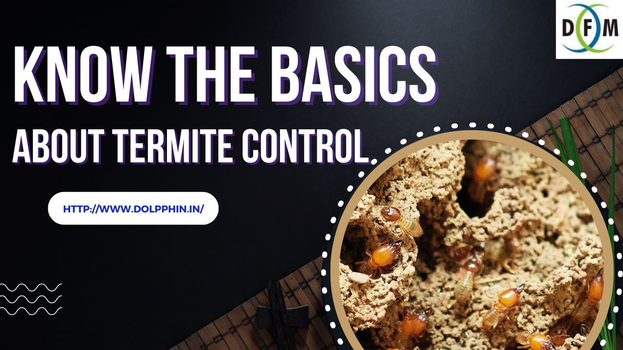 Know the Basics About Termite Control - Dolphin Blog
