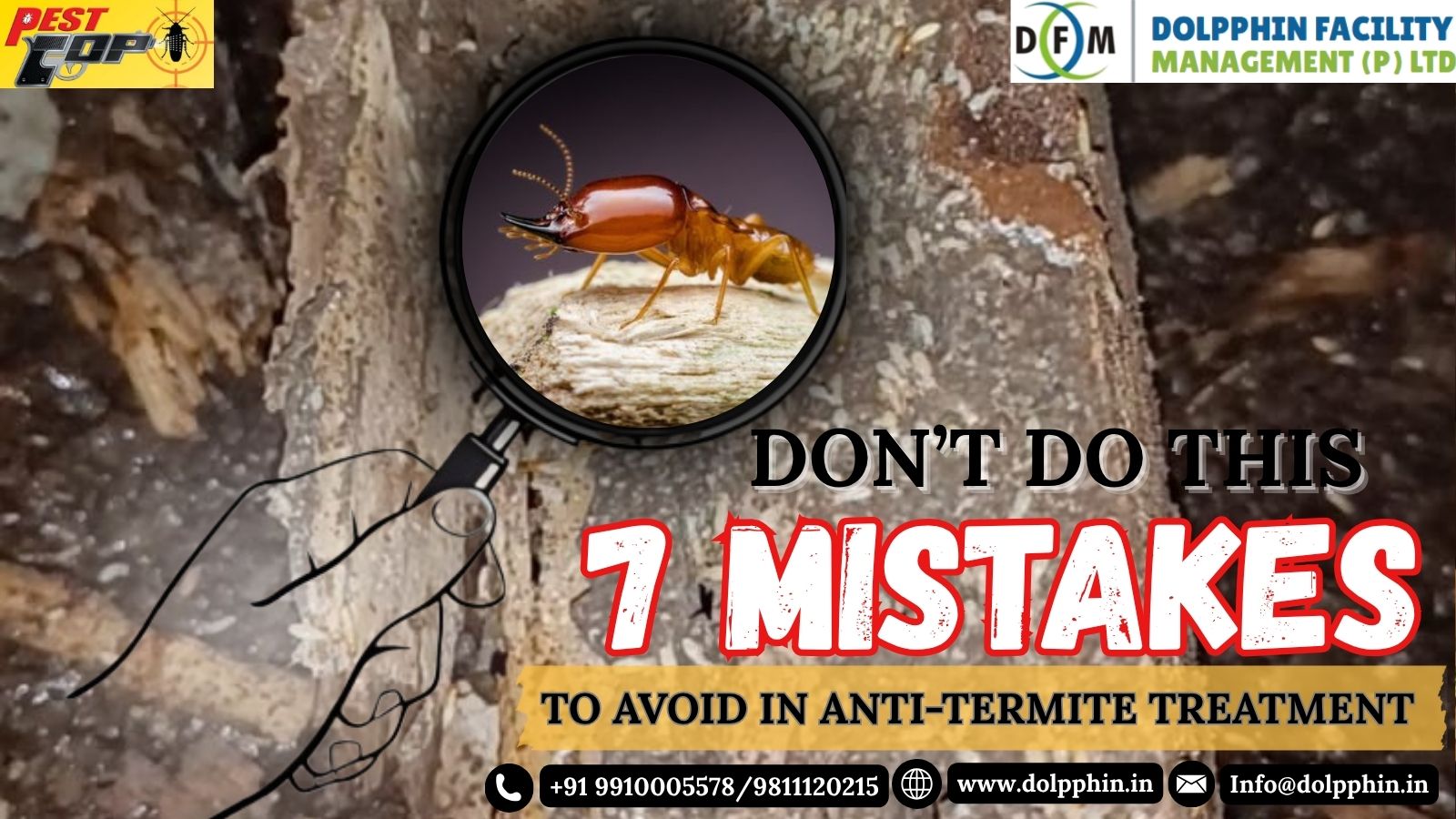 7 Mistakes To Avoid In Anti-Termite Treatment - Dolphin Blog