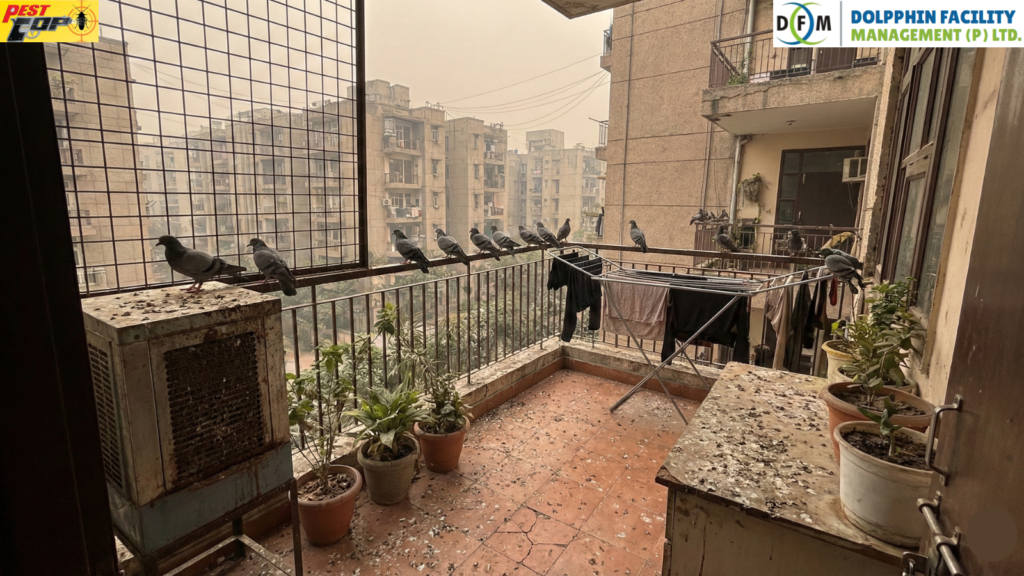 health risks of birds dropping