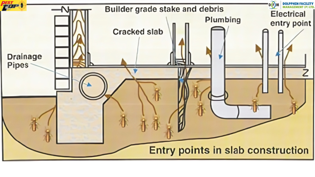 The Significance of Termites in Indian Homes